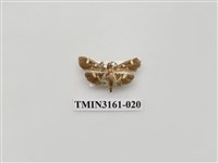 藏品(螟蛾327)的圖片